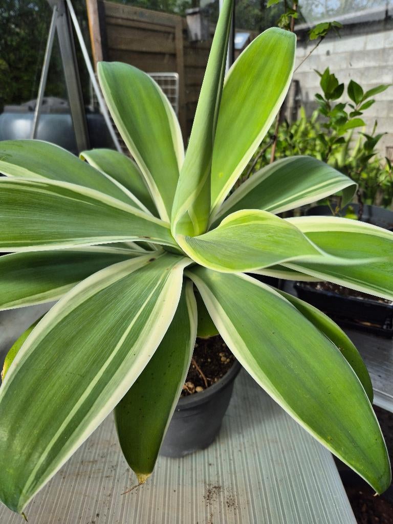 Agave attenuata, Jardin & Terrasse, Enlèvement, Plante fixe, Autres espèces