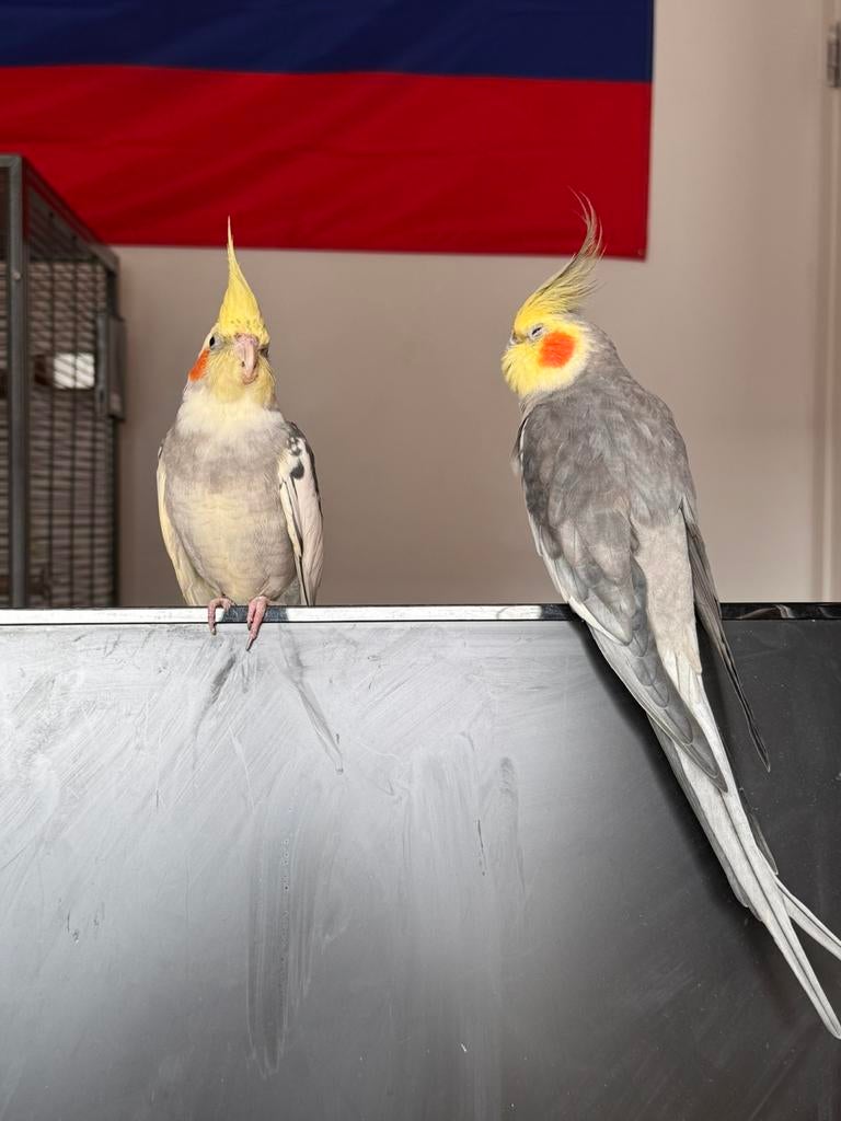 Perruche callopsite, Perruche