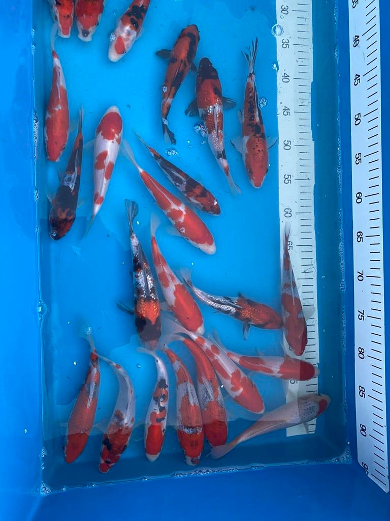 HQ Tosai et Nisai ACTION. Jeune koï, croissance rapide !, Carpe ou Koï