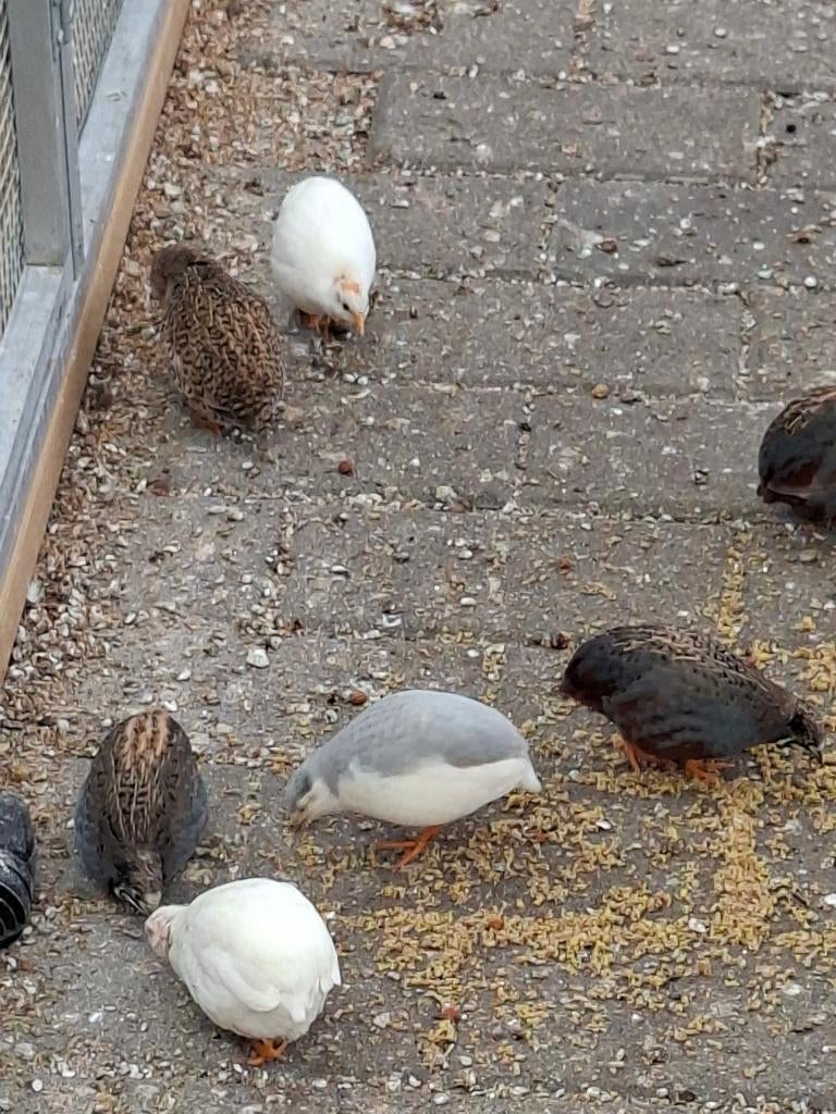 Chinese kwartels, Meerdere dieren, Tropenvogel, Geringd