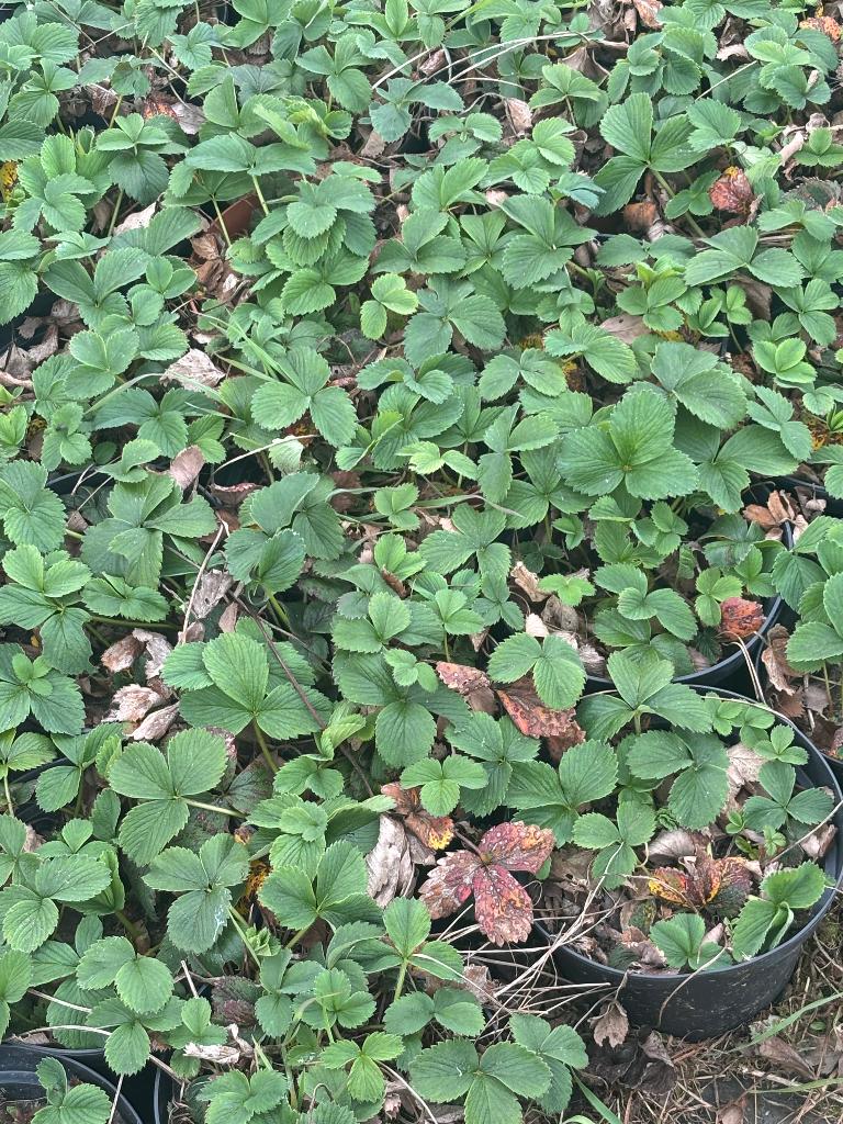 Aardbeiplanten, Tuin en Terras, Planten | Tuinplanten, Verzenden, Fruitplanten