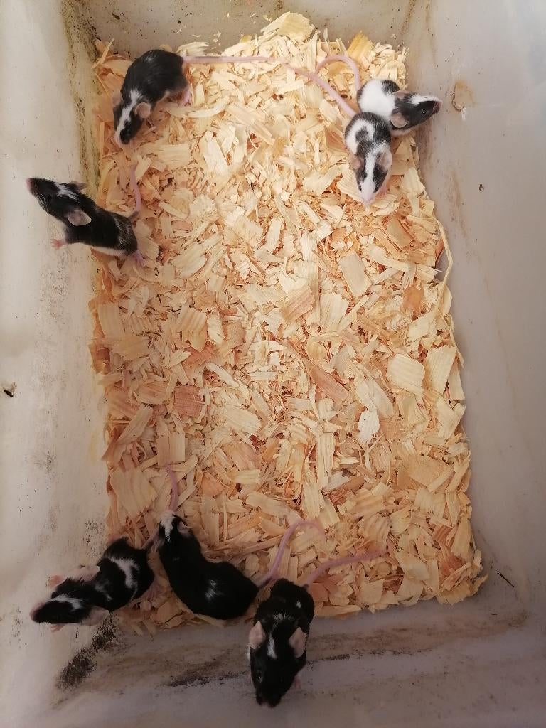 kleurmuizen zwartbont, Dieren en Toebehoren, Knaagdieren, Maart