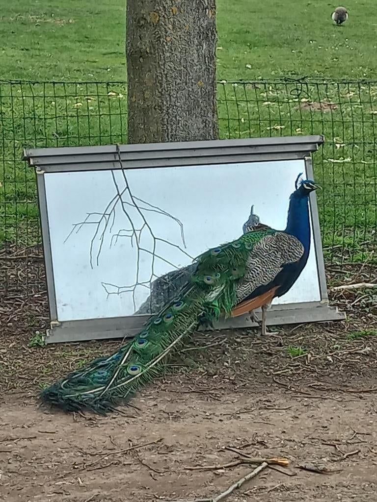 Blauwe pauw hanen, Dieren en Toebehoren, Mannelijk, Tropenvogel