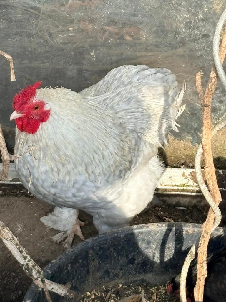 Kip haan, Dieren en Toebehoren, Pluimvee, Kip