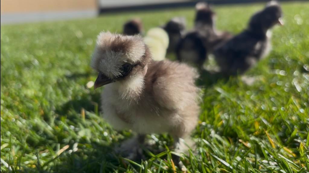 USA zijdehoen kuikens, Dieren en Toebehoren, Pluimvee, Geslacht onbekend, Kip
