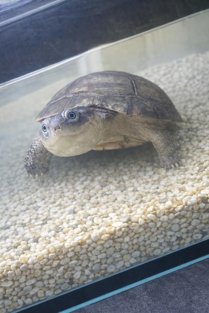 2 schildpadden + aquarium, Schildpad, Tam, 0 tot 2 jaar