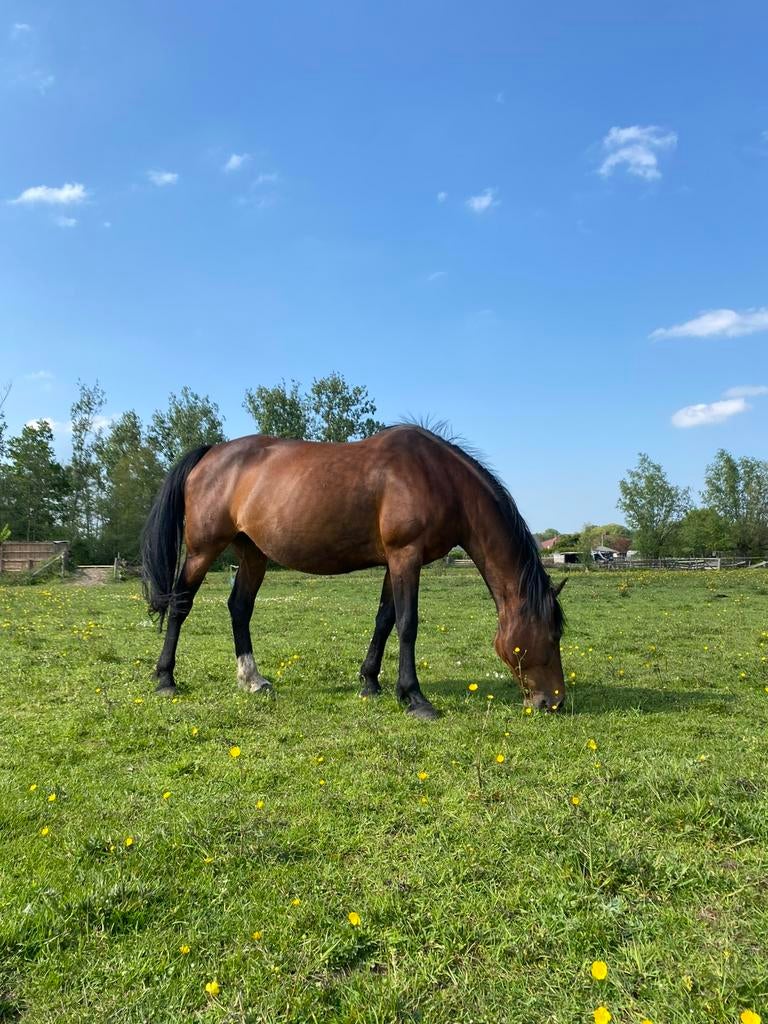 Fokmerrie/recreatiepaard te koop, Animaux & Accessoires, Chevaux, Jument, Cheval de récréation