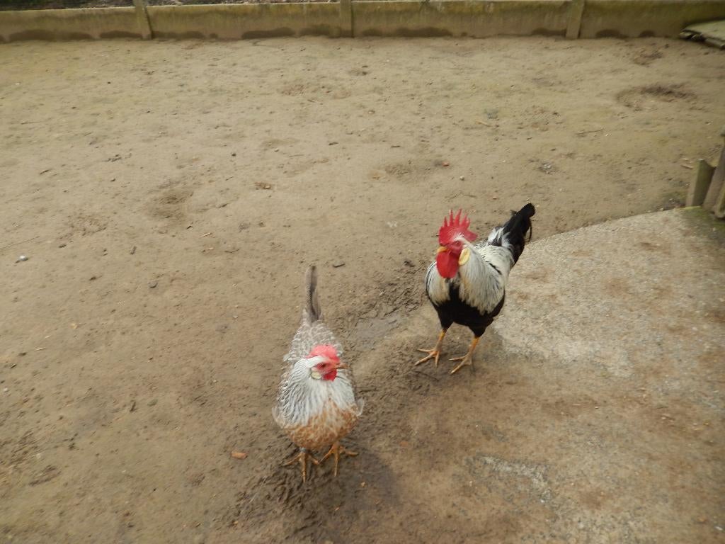 Leghorn zilverpatrijs, Dieren en Toebehoren, Pluimvee, Meerdere dieren, Kip