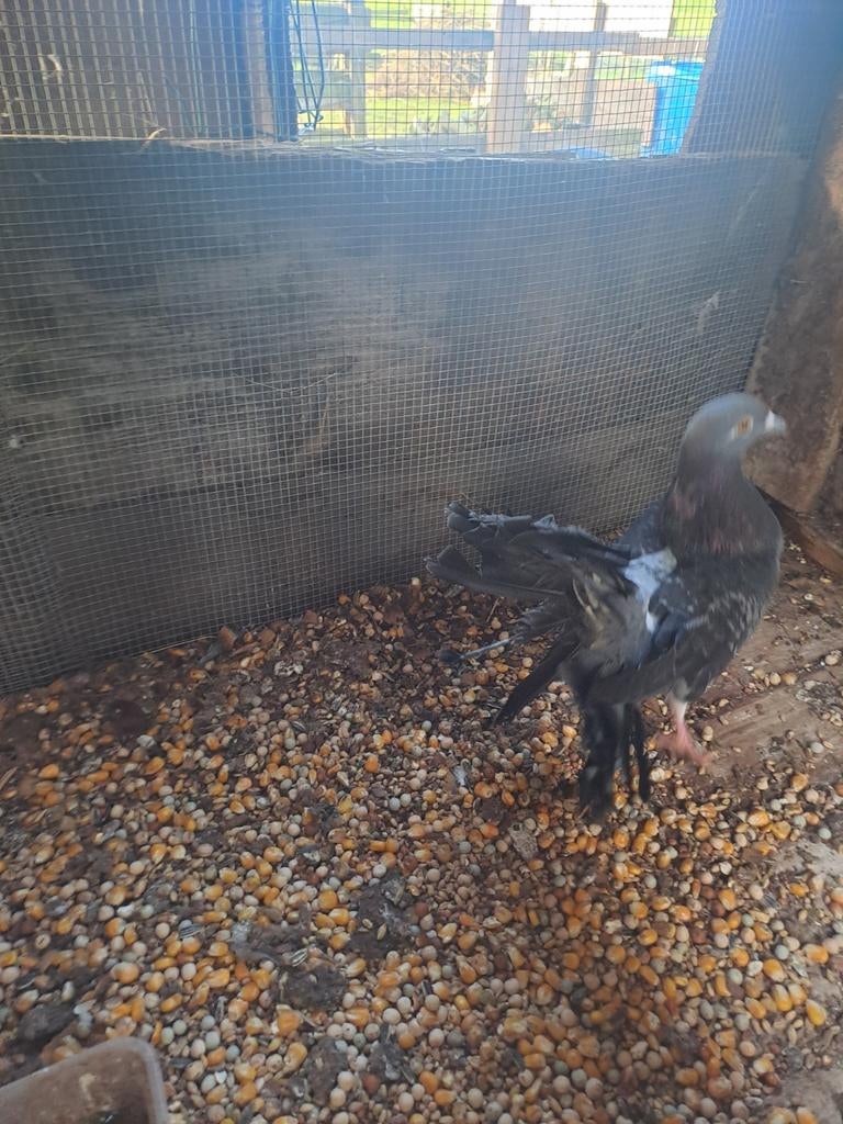 Duiven, Dieren en Toebehoren