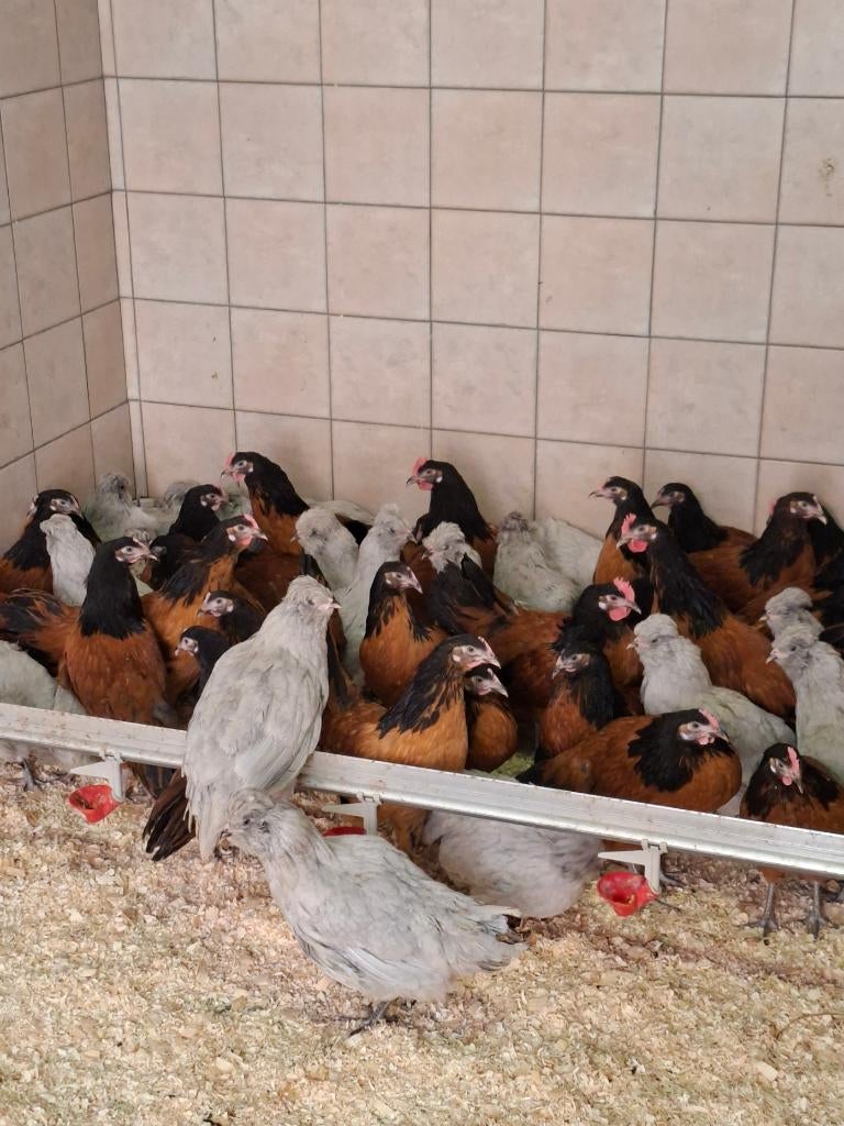 Vorwerk en Americana kippen, Dieren en Toebehoren, Meerdere dieren, Kip