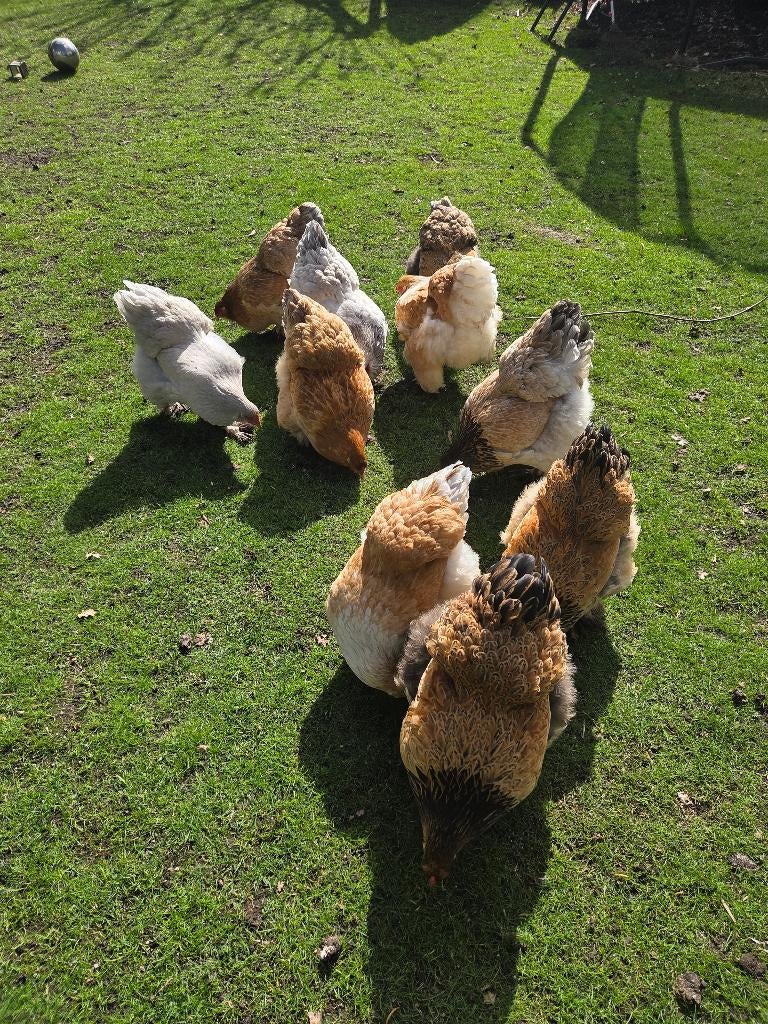 Brahma hennen, Dieren en Toebehoren, Pluimvee, Vrouwelijk, Kip