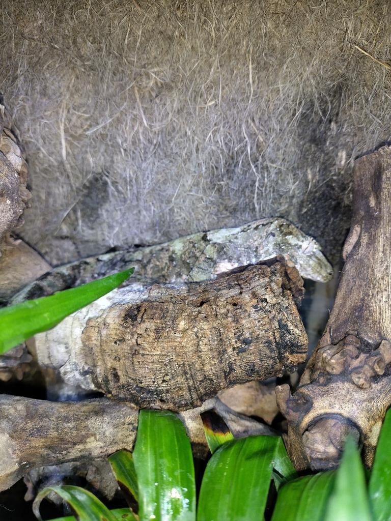 Chahoua pine island male 1ans et demi, Animaux & Accessoires, Lézard, 0 à 2 ans