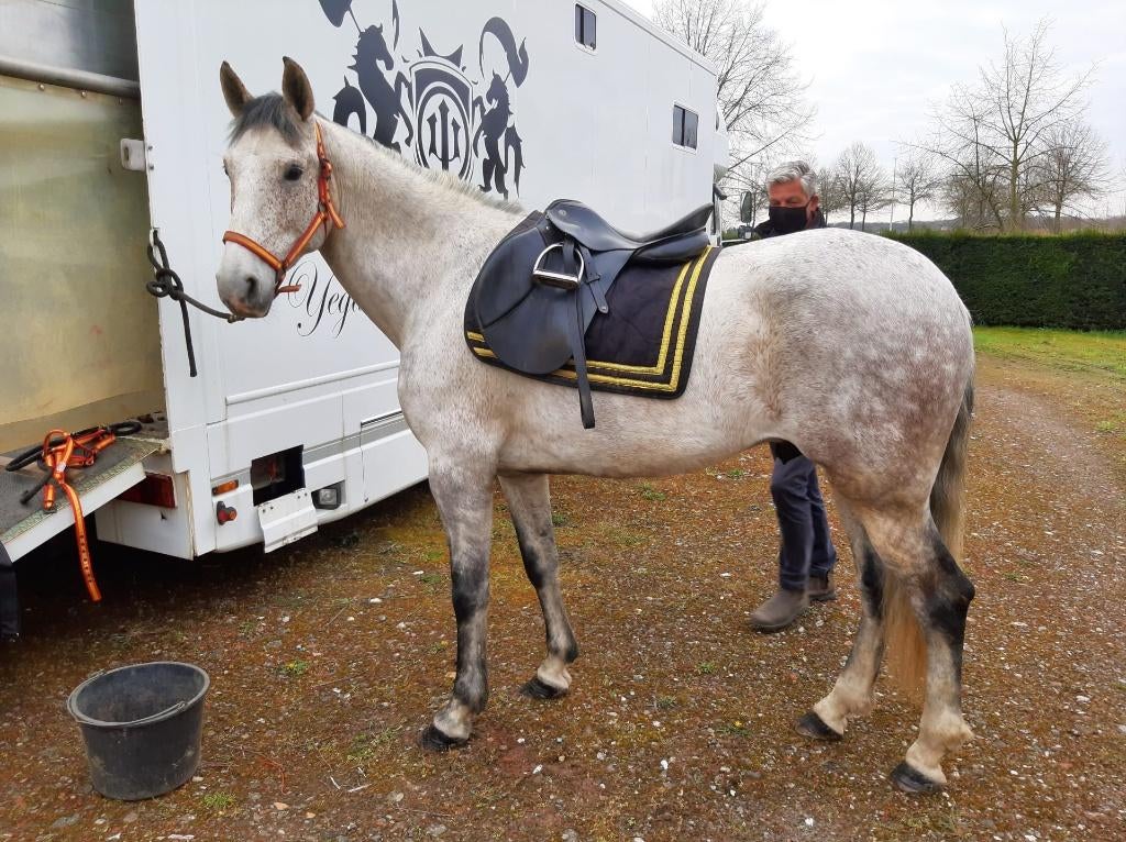 Polyvalent hispano-arabe ongre avec calèche, Animaux & Accessoires, Chevaux, Hongre, 165 à 170 cm, 7 à 10 ans, Cheval de récréation