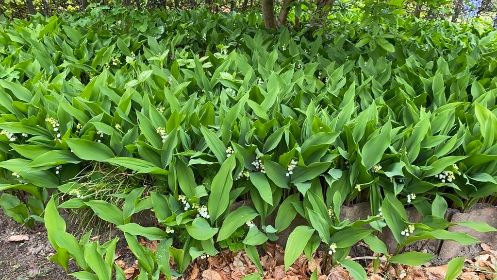 Meiklokjes/Lelietjes van Dalen. 3€/12 plantjes., Ophalen, Bodembedekkers, Vaste plant, Halfschaduw