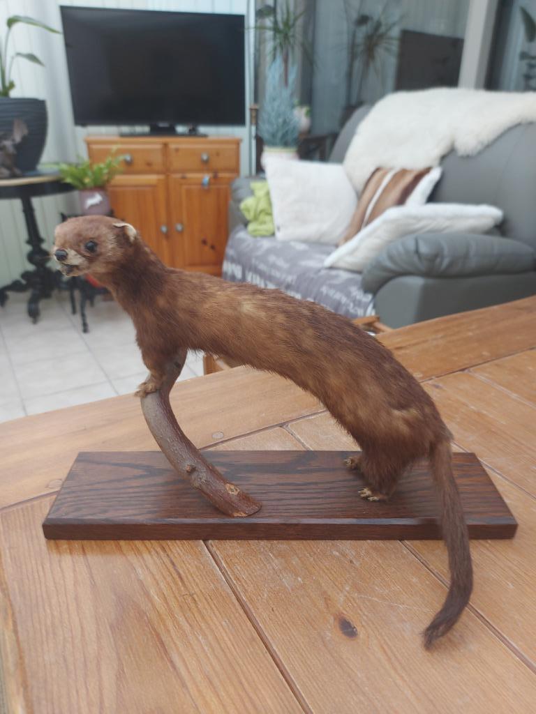 Taxidermie Hermelijn, Ophalen of Verzenden