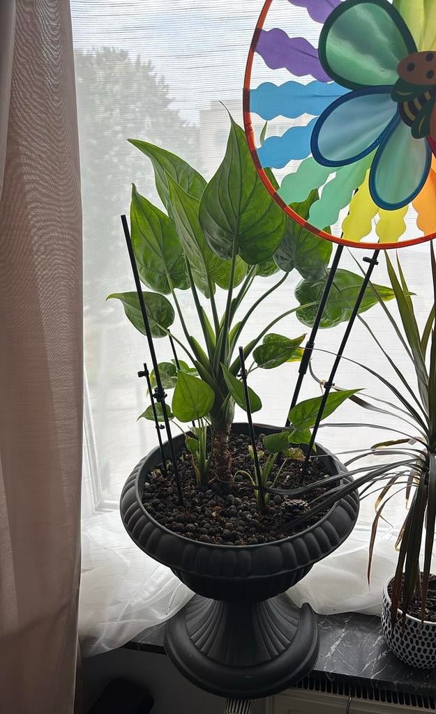 Alocasia + high pot, Enlèvement