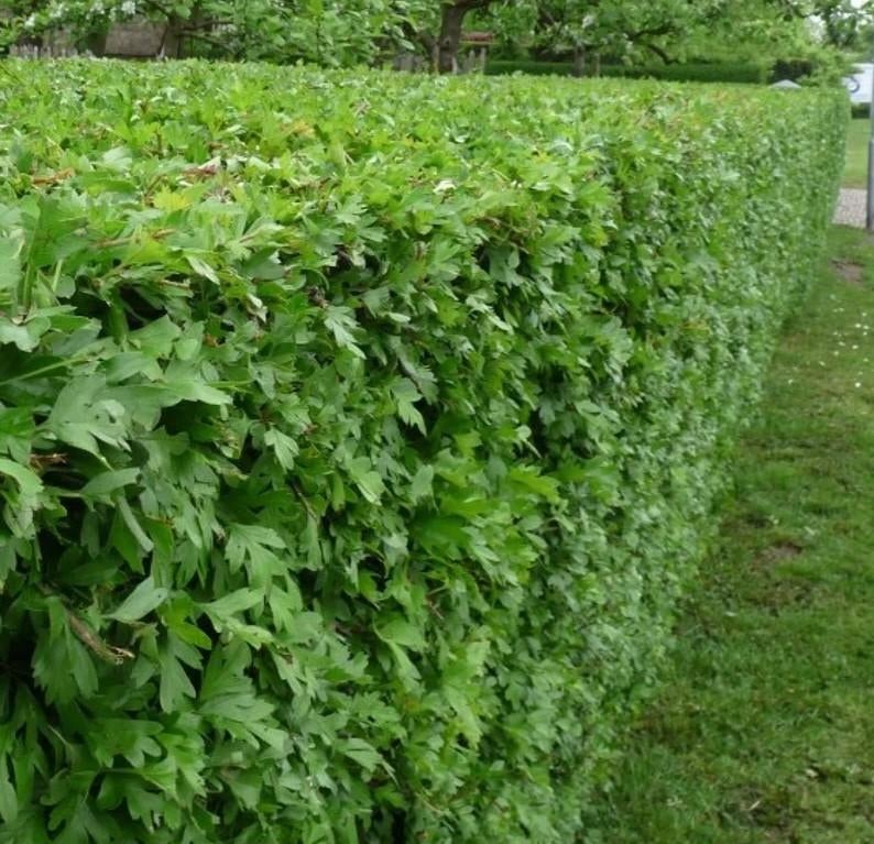 ‼️meidoorn aan promoprijzen ‼️, Enlèvement