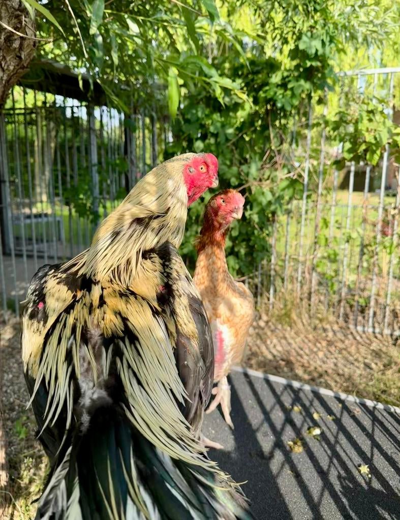 Aseel Parrot Beak Haan – Exclusief voor de Kenner, Dieren en Toebehoren, Pluimvee, Mannelijk, Kip