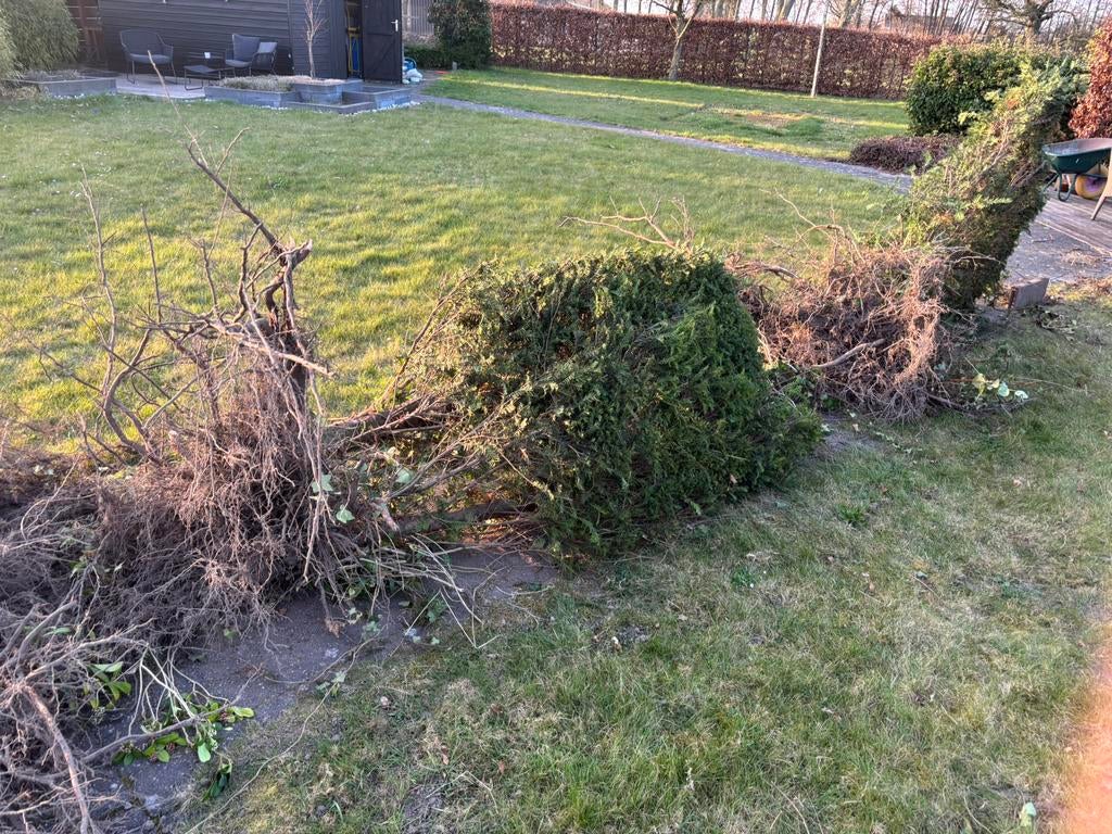 Taxus, Ophalen, Taxus, Haag