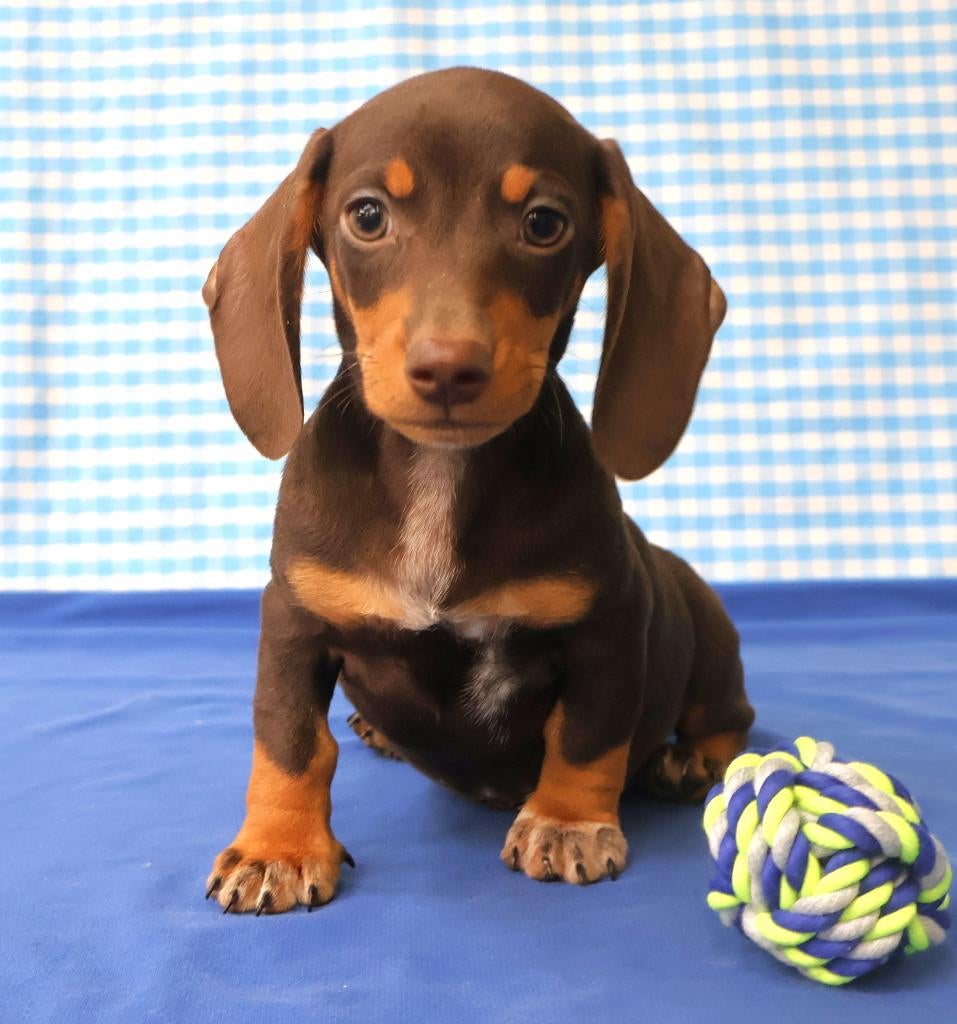 Prachtige Teckel pups!, Dieren en Toebehoren, Standaard, 15 weken tot 1 jaar, Parvo, Meerdere