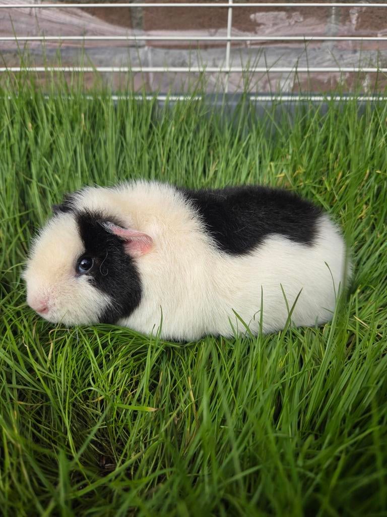 Jong us teddy zeugje, Dieren en Toebehoren, Knaagdieren, Cavia, Vrouwelijk, Januari, Tam