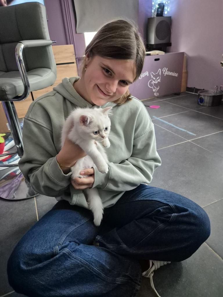 Bijrijder, Dieren en Toebehoren, Paarden