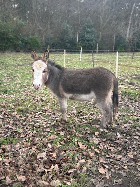 Goedgekeurde dekhengsten te koop Mini-ezel, Étalon