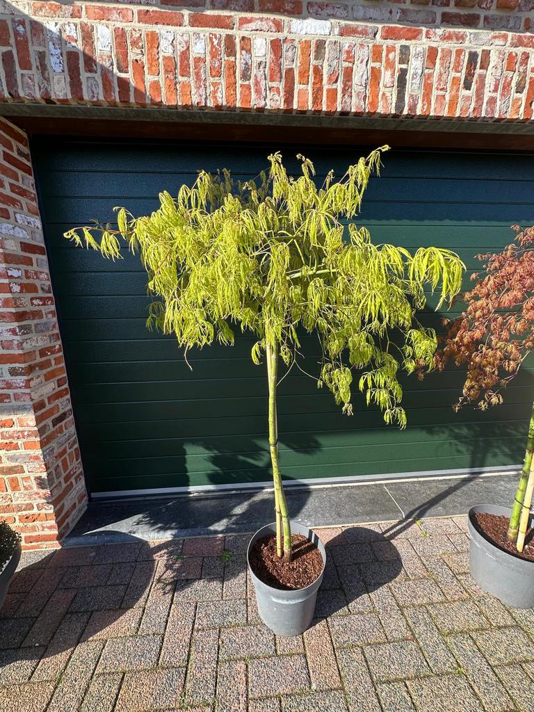 Japanse esdoorn –mooie basis voor liefhebber (Acer palmatum), Enlèvement, En pot