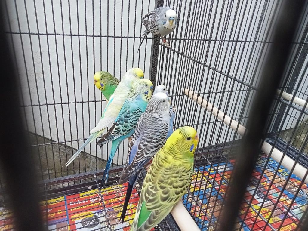 Zeer mooie golvende parkieten te koop, Dieren en Toebehoren, Meerdere dieren, Parkiet