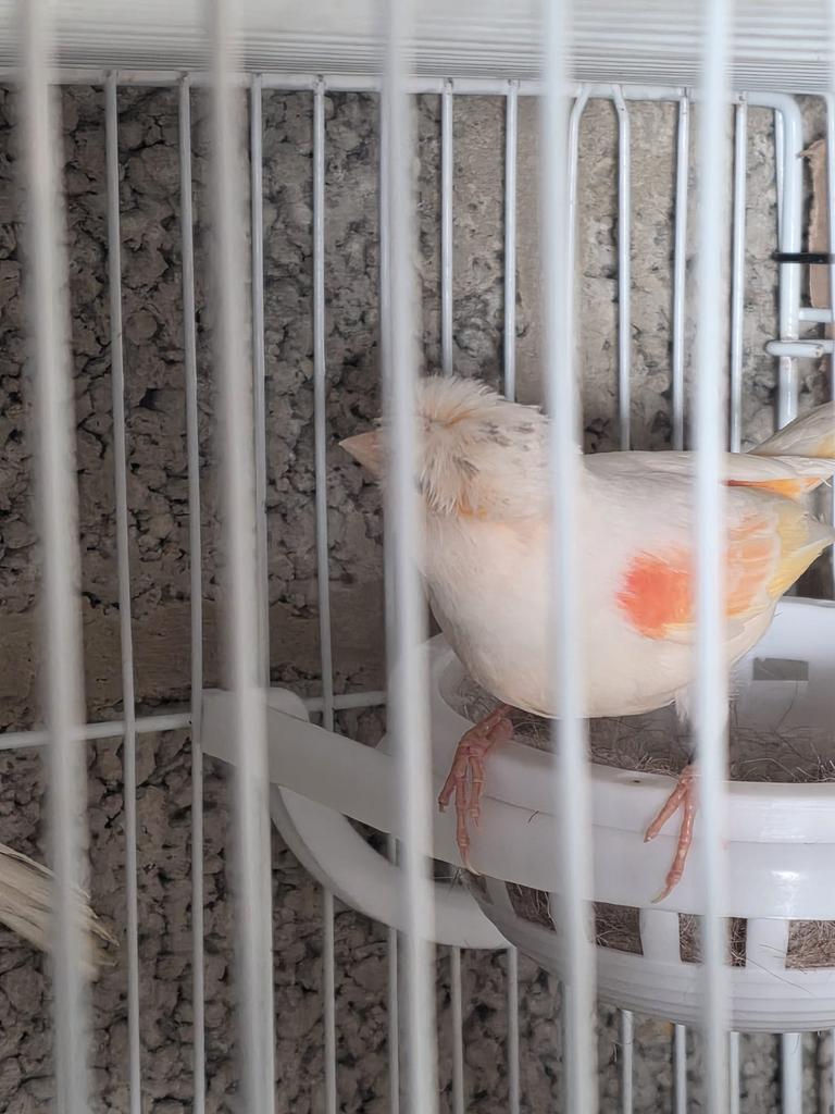 Oiseaux canaris, Animaux & Accessoires