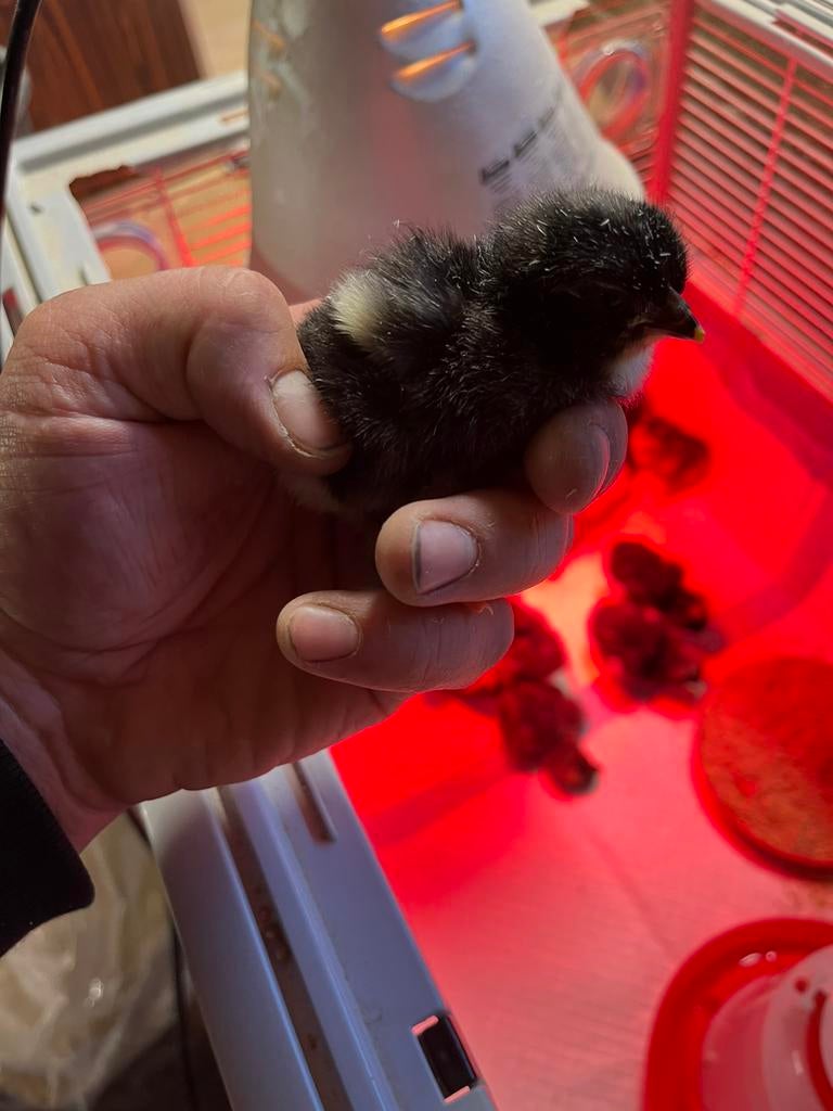 Mechelse koekoek, eendags. Week 2 weken ,…