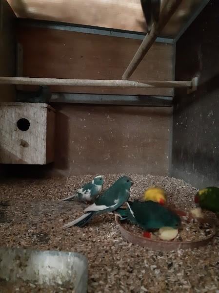 kakariki, Animaux & Accessoires, Plusieurs animaux, Perruche, Bagué