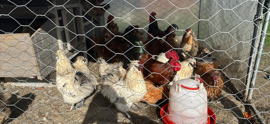 Kippen te koop, Dieren en Toebehoren, Pluimvee, Kip