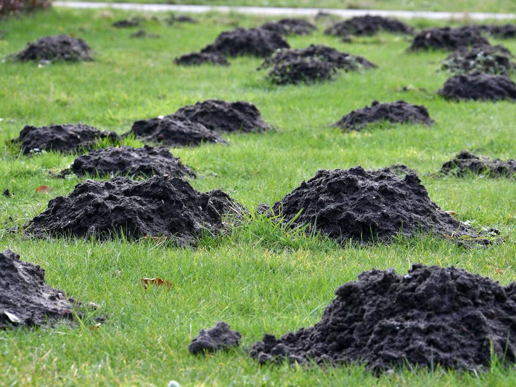 Mollenvanger, Tuin en Terras, Ophalen
