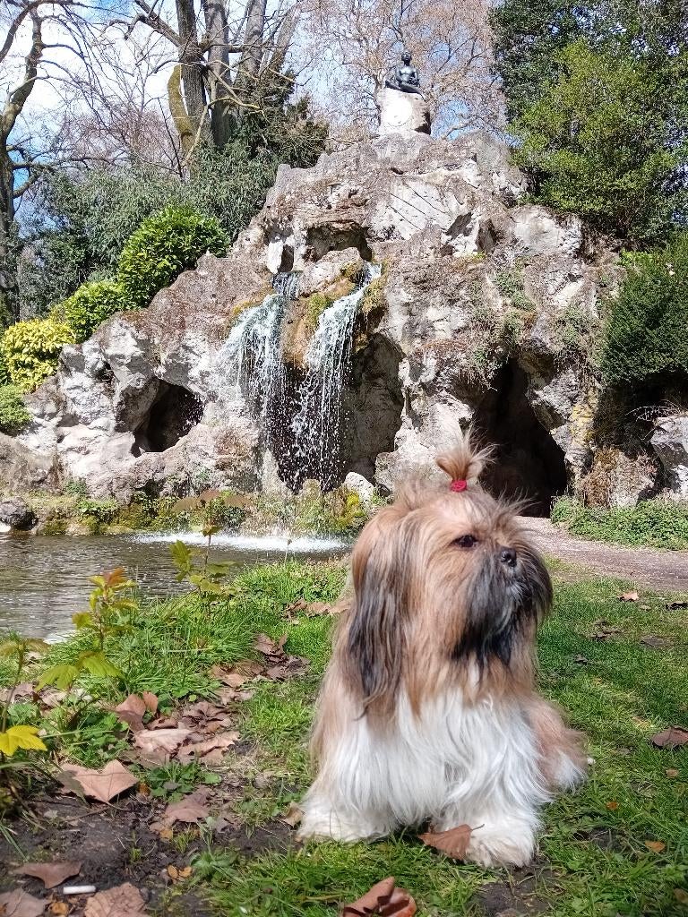 Kamer, studio of klein apartement gezocht, Immo