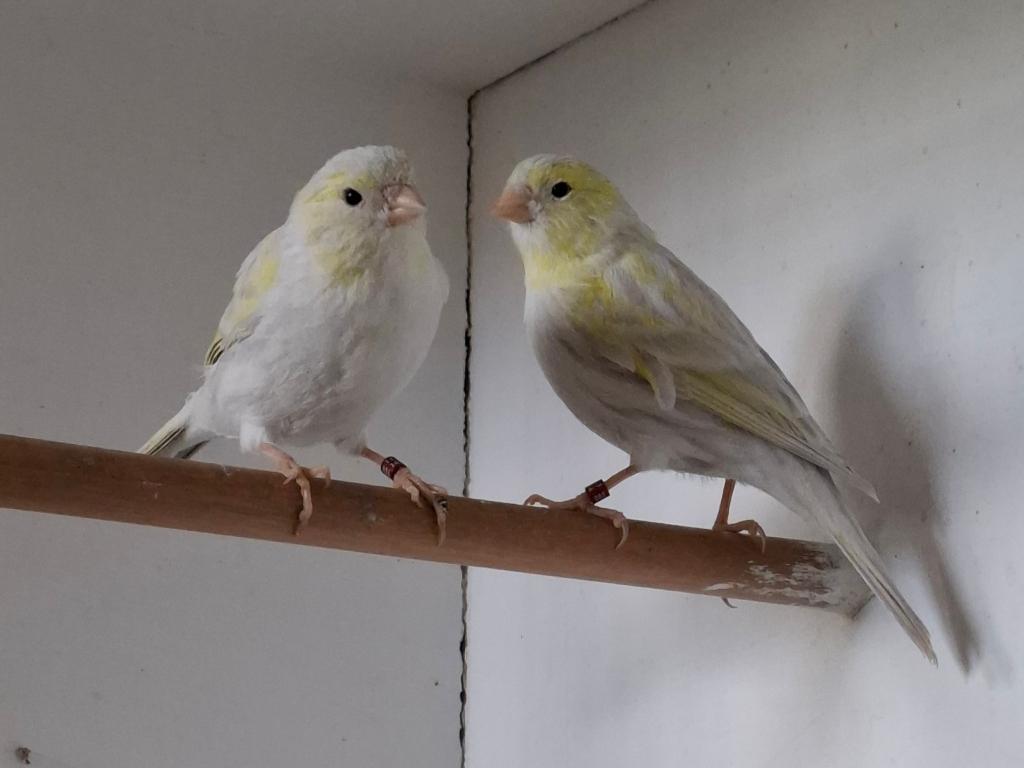 koppel kanaries agaat opaal geel mozaïek, Meerdere dieren, Kleurkanarie