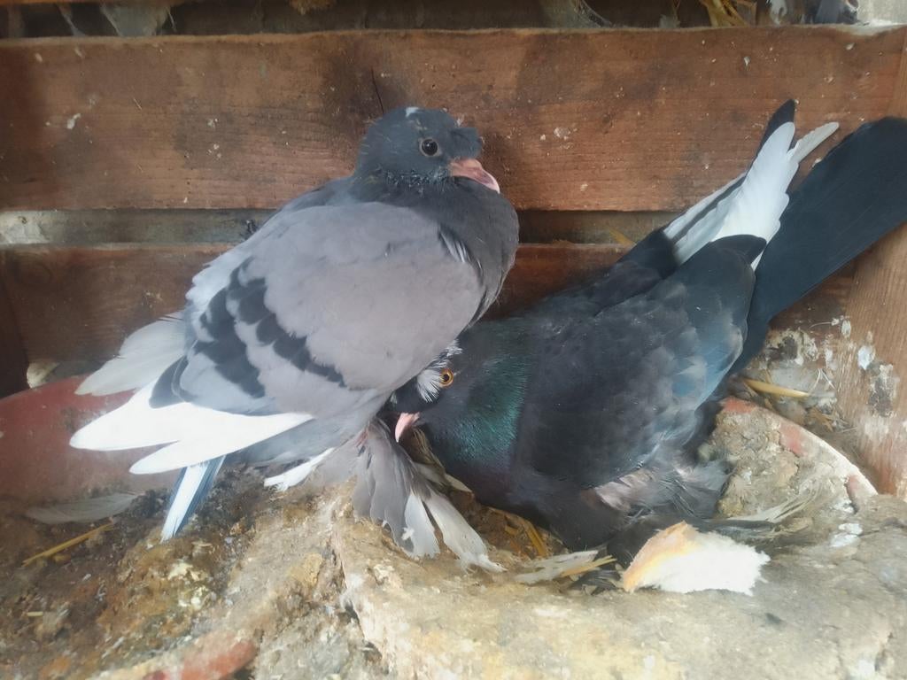 Duitse enkel snavelgekapte trommelduiven, Dieren en Toebehoren