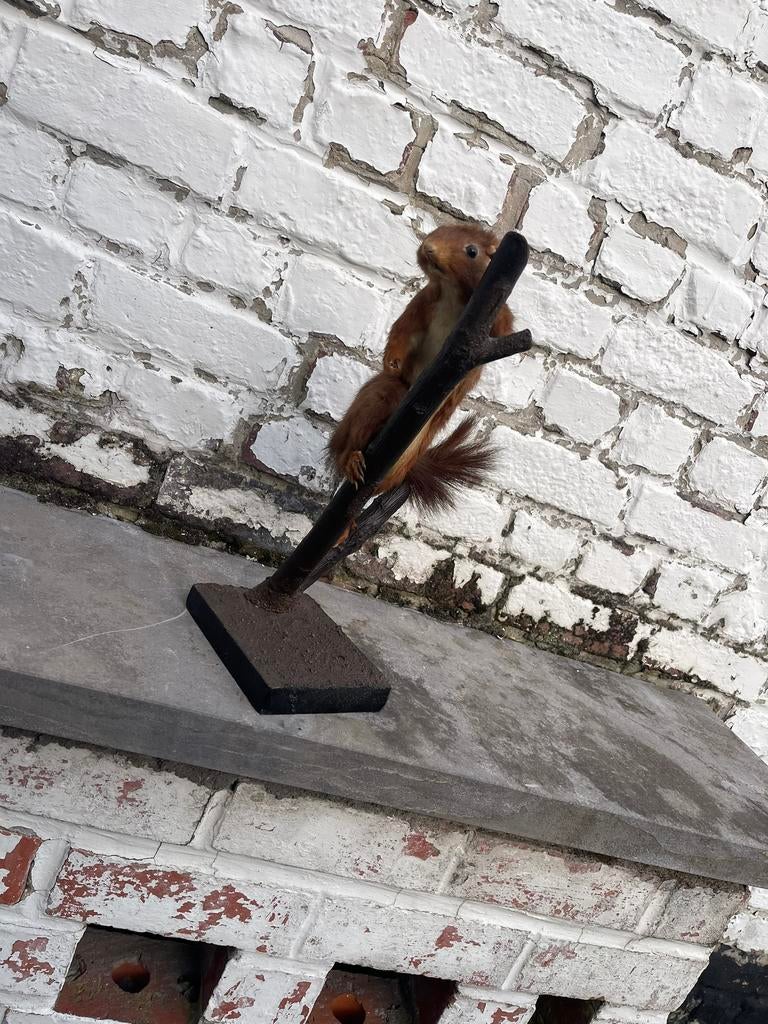 Écureuil, Enlèvement, Comme neuf