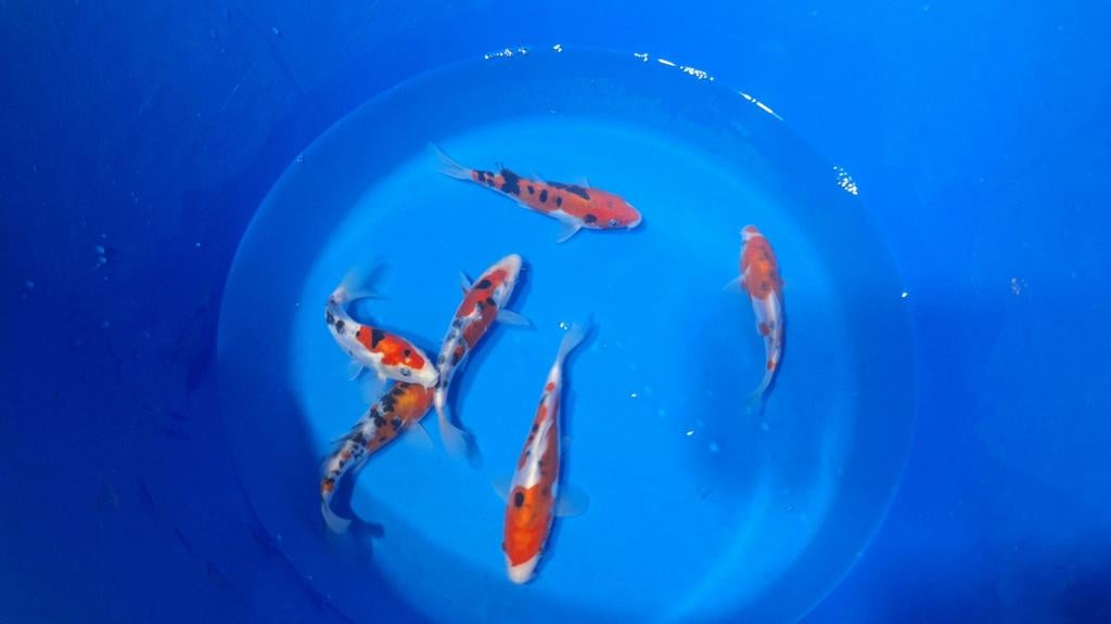 Doitsu sanke van de kweker Otsuka, Dieren en Toebehoren, Vissen | Vijvervissen, Karper of Koi