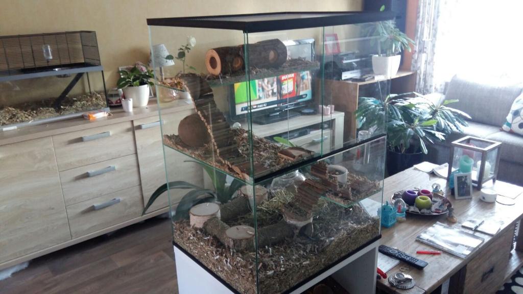 Knaagdier terrarium voor degoes, gerbils en ratten, Animaux & Accessoires, Enlèvement ou Envoi, Niche, Moins de 75 cm, 60 à 90 cm