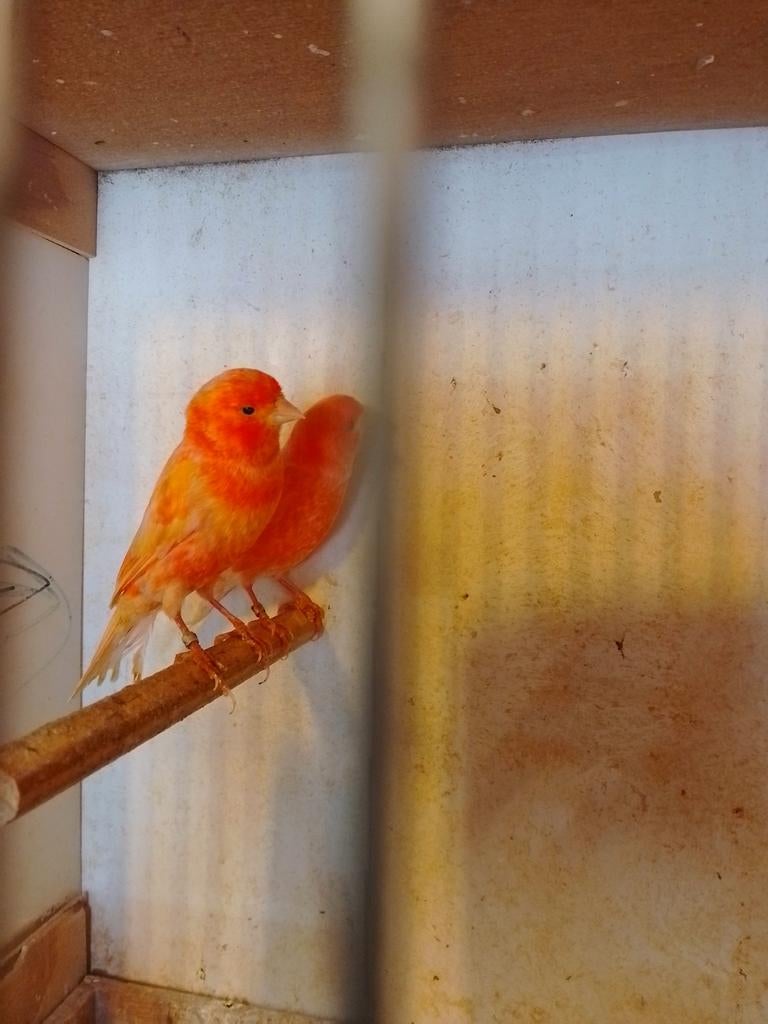 NOG 2 ROOD INTENSIEVE JONGE KWEEKRIJPE KANARIE POPJES !!!!!, Dieren en Toebehoren, Vogels | Kanaries, Vrouwelijk, Zangkanarie