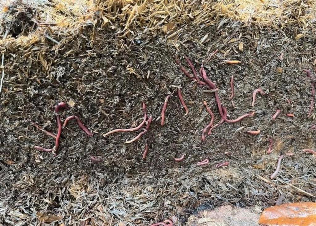 Gratis paardenmest compost, Tuin en Terras, Aarde en Mest, Ophalen, Compost