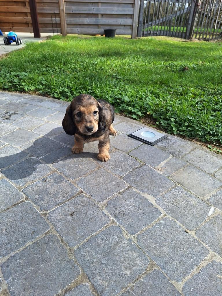 Langharige dwergteckel pups, Animaux & Accessoires, Chiens | Teckels & Bassets, Belgique, Poils longs, Plusieurs, Nain