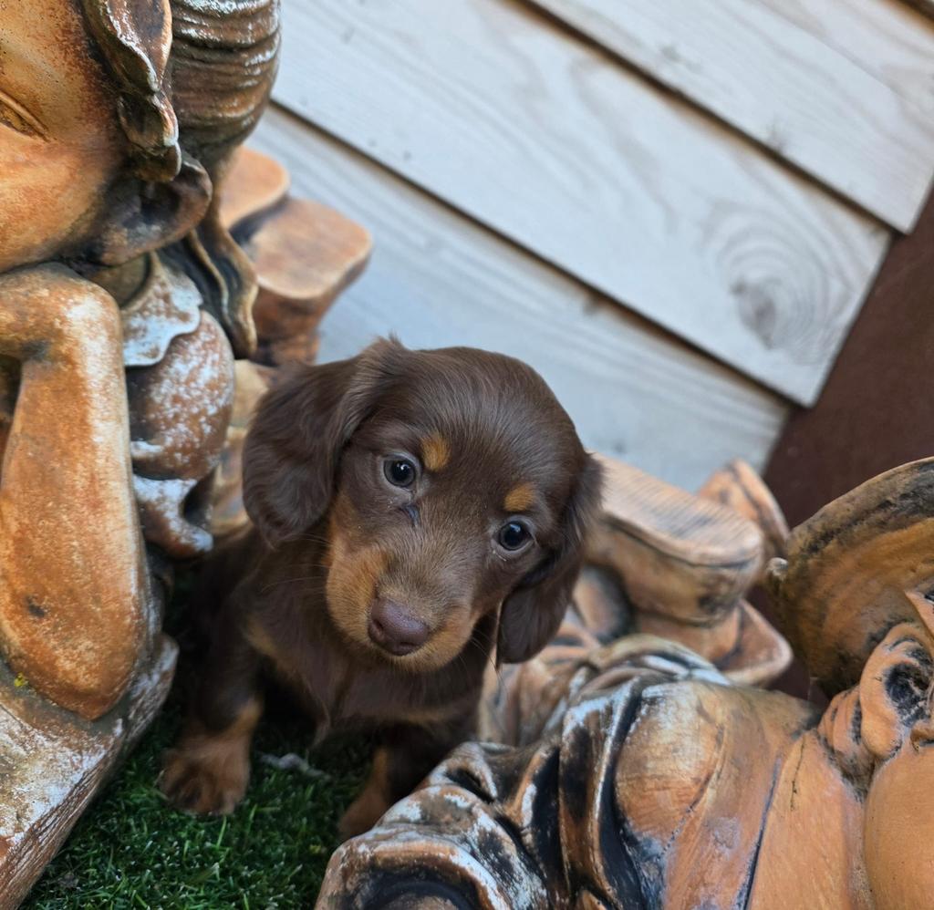 Lieve Teckel pups, Dieren en Toebehoren, Honden | Teckels en Dashonden, België, Fokker | Hobbymatig, 8 tot 15 weken, Korthaar