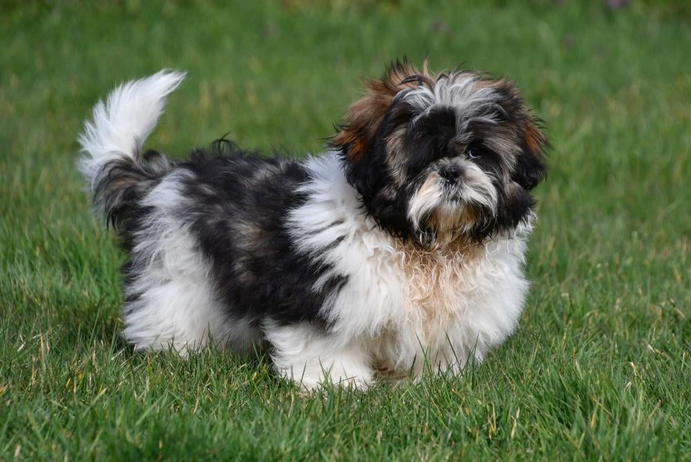 Chiots Shih Tzu à vendre, 15 semaines à 1 an, Étranger, Chien (mâle), Hépatite contagieuse (maladie de Rubarth)