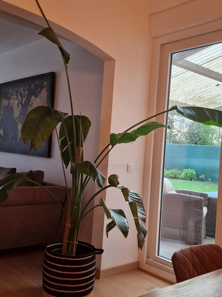 Plant te koop, Ophalen