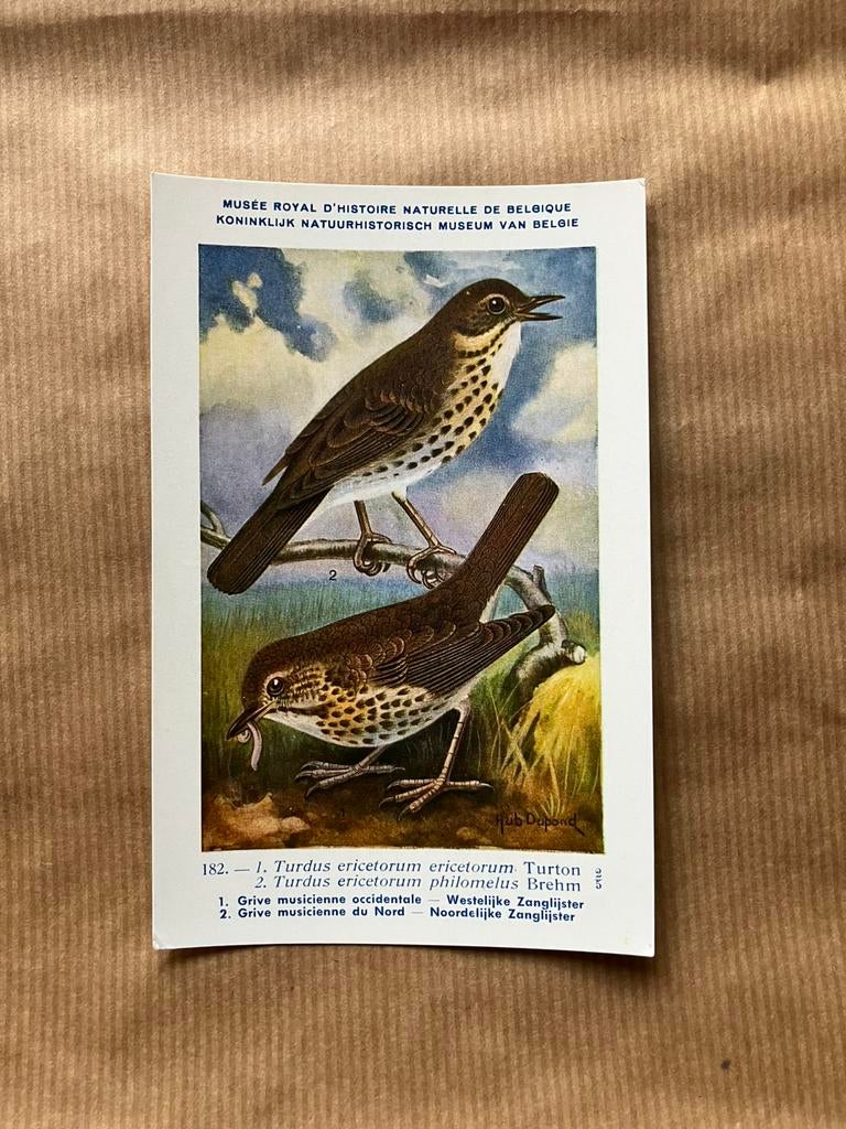 Vogels der Belgische Fauna Nr. 182 W + N Zanglijster, Enlèvement ou Envoi, Non affranchie, Oiseaux