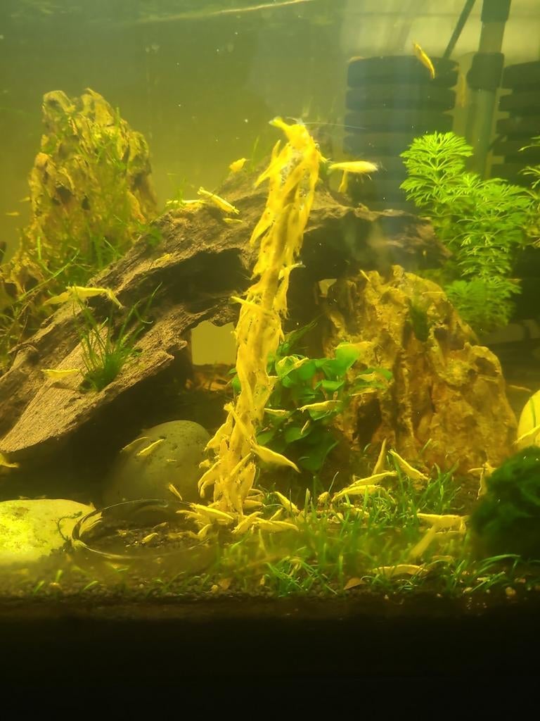 Neocaridina yellow fire backline shrimp (citroengarnalen), Kreeft, Krab of Garnaal, Zoetwatervis, Schoolvis