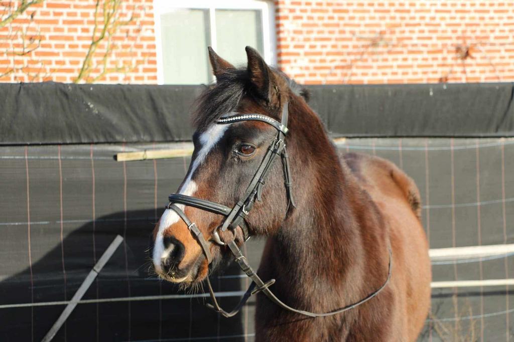 Lessen aangeboden, 11 ans ou plus, Moins de 160 cm, Ne s'applique pas, Cheval de récréation