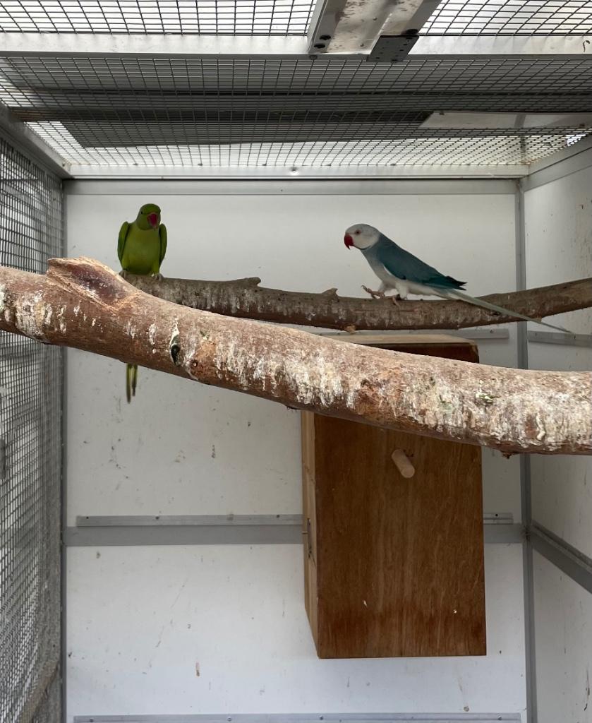 Kweekkoppel opaline wkws halsband parkiet halsbandparkieten, Meerdere dieren, Parkiet, Geringd